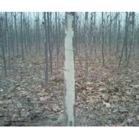 供应法桐8-20公分