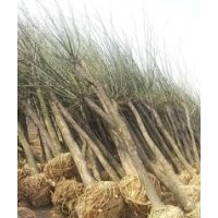 供应国槐规格齐全