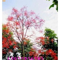 火焰木 武生花木场，武新花木场