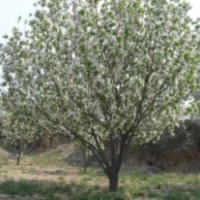 出售八棱海棠树 油松 新疆杨