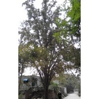 大量供应40公分银杏实生树