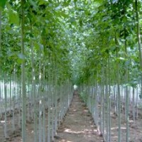 优质速生白蜡,速生法桐小苗,速生法桐树到山东济宁耀辉法桐园林，