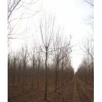长期供应：白蜡，国槐，榆树，柳树，刺槐，柽柳等落叶乔木