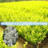 0优质金叶女贞苗江苏金叶女贞小苗50公分高金叶女贞苗价格