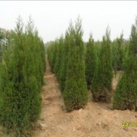 扶芳藤，蜀桧，蜀桧球