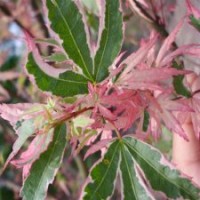 日本红枫蝴蝶枫 红枫树 红枫苗 红枫叶子 红枫种植技术 红枫市场