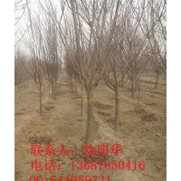 常年供应：樱花、速生樱花、速生樱花小苗