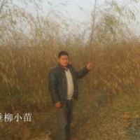 供应垂柳小苗 紫叶李 大叶女贞 樱花 西府海棠