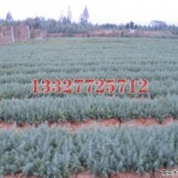 龙柏苗木价格，龙柏价格