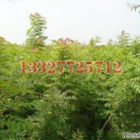 杜仲苗木价格，杜仲价格