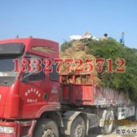 蜀桧苗木价格，蜀桧价格