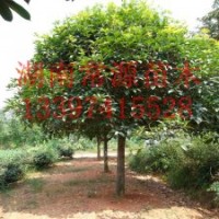 供应：香樟、桂花、广玉兰、罗汉松、茶花、红花继木、杜鹃等苗木