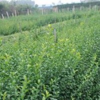 山东扶芳藤青州扶芳藤