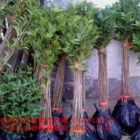 供应70-1米高优质大红朱砂桂移栽小苗