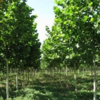 法桐、速生法桐、造型法桐、山东法桐、移植大骨架法桐、法桐小苗