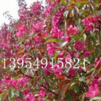 北美海棠，2014北美海棠价格，西府海棠，木瓜苗，垂丝海棠，木瓜
