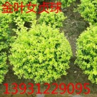 金叶女贞
