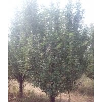 13-15公分京红海棠树