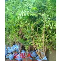 金银木、迎春、棣棠、红瑞木、木槿、红王子锦带