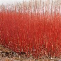 红瑞木_丁香_棣棠_沙地柏_塔桧_国槐苗