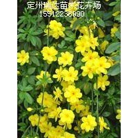 迎春_榆叶梅_糯米条_平枝荀子_紫叶小檗