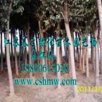 大叶女贞，栾树，紫叶李，朴树，垂柳，樱花，水杉，垂槐，黄金槐