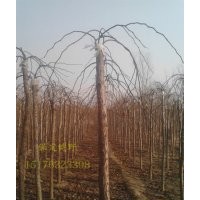 供应大叶垂榆-河北大叶垂榆基地-保定大叶垂榆基地