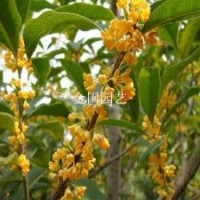 秋天满树飘香的桂花树庭院种植一棵桂花树花香十里