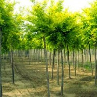 金叶榆 速生柳 黄金槐 国槐 法桐