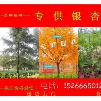 低价供应银杏树