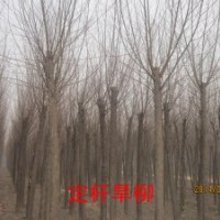 大量供应 漳河柳 新疆杨 旱柳 垂柳 毛白杨