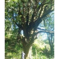 大型香樟直径1.6米