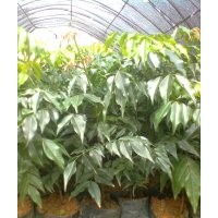 供应格木苗，别名：铁力木