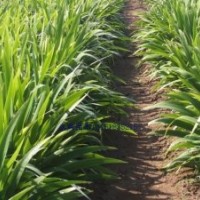 供应：龙柏，蜀桧，北京桧，沙地柏，金叶女贞，红叶小檗，鸢尾等