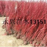 供应：红瑞木，红王子锦带，连翘，迎春，棣棠等苗木。