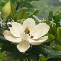 供应剑麻、连翘、洒金柏、爬地柏、沙地柏、蜀桧、北京桧