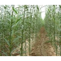 供应美国竹柳