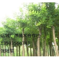 国槐出售、6、7公分国槐低价供应