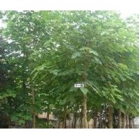 苗圃出售19公分20公分21公分国槐