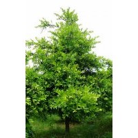 湖南竹柏树，竹柏直销，湖南竹柏价格