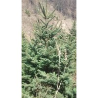 绿化工程苗云杉,青扦