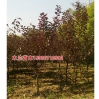 紫叶李厂家批发河北木兰苗木种植基地