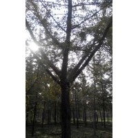 长期供应25公分银杏嫁接树