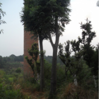 供应15公分移植骨架栾树