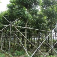 秋枫地苗和袋苗