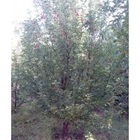 12-14公分京红海棠树