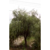 10-15柳树,16-22柳树