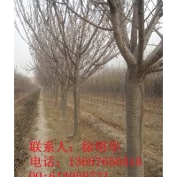 山东雪松基地|山东紫薇基地|山东海棠基地|青岛樱花基地