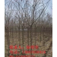 百日红 山东百日红 青岛百日红 胶南百日红 优质前老窝百日红