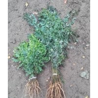 紫穗槐鲜苗1分起价